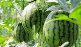 吃瓜免费咨询,轻松获取热门资讯的秘诀